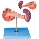 PANCREAS WITH SPLEEN & DUODENUM (SOFT)